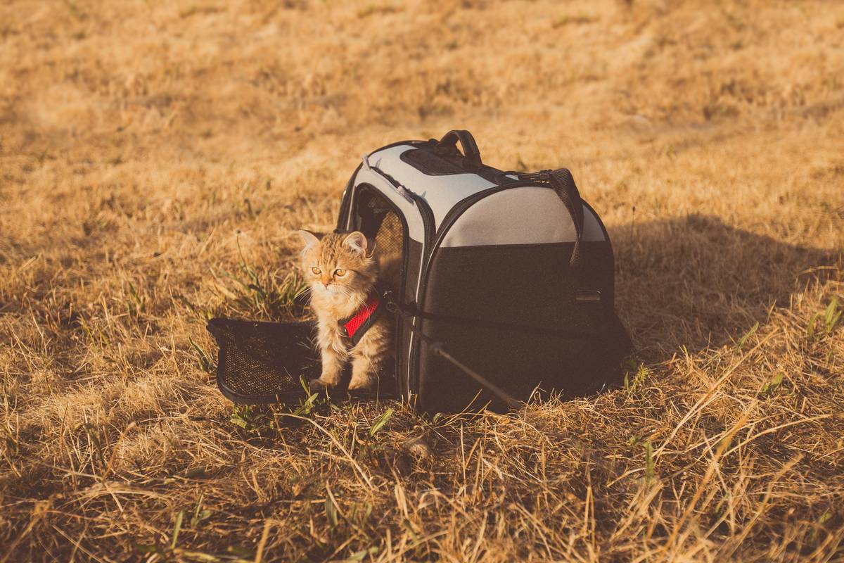 Emergency Contact Lists printed on waterproof paper beside pet carrier and first-aid kit